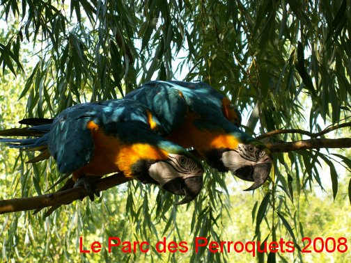 couple de perroquets ara ararauna